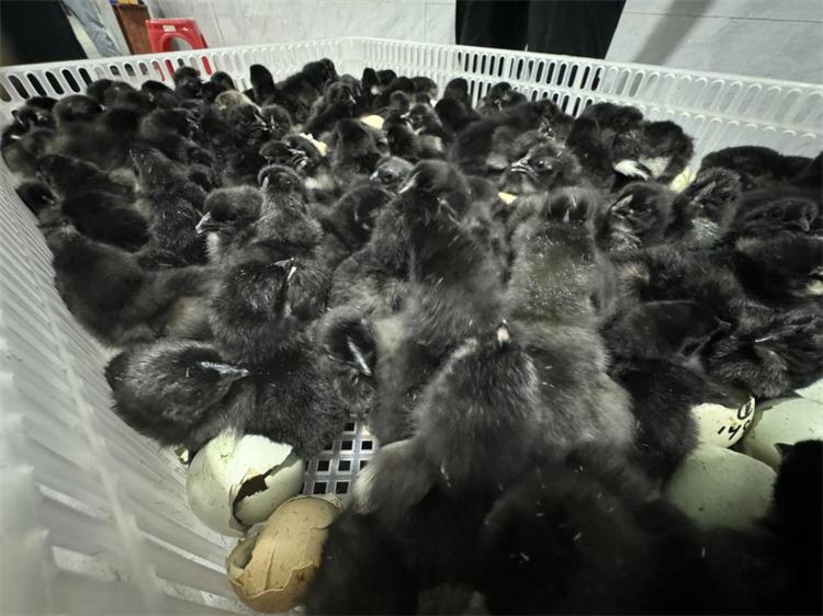 1726039823246285.jpg mtxx01.jpg